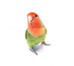 lovebird-4-847050-m